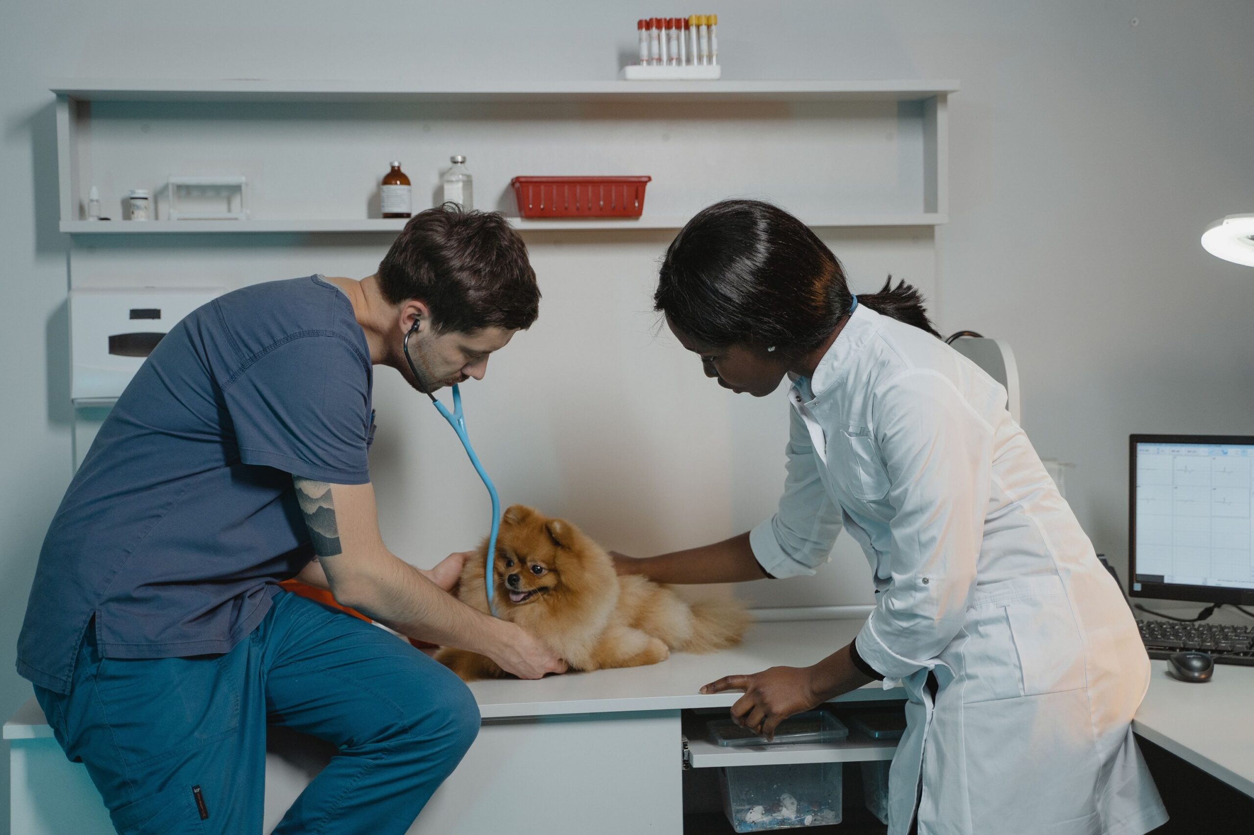 Comment devenir assistante vétérinaire ?