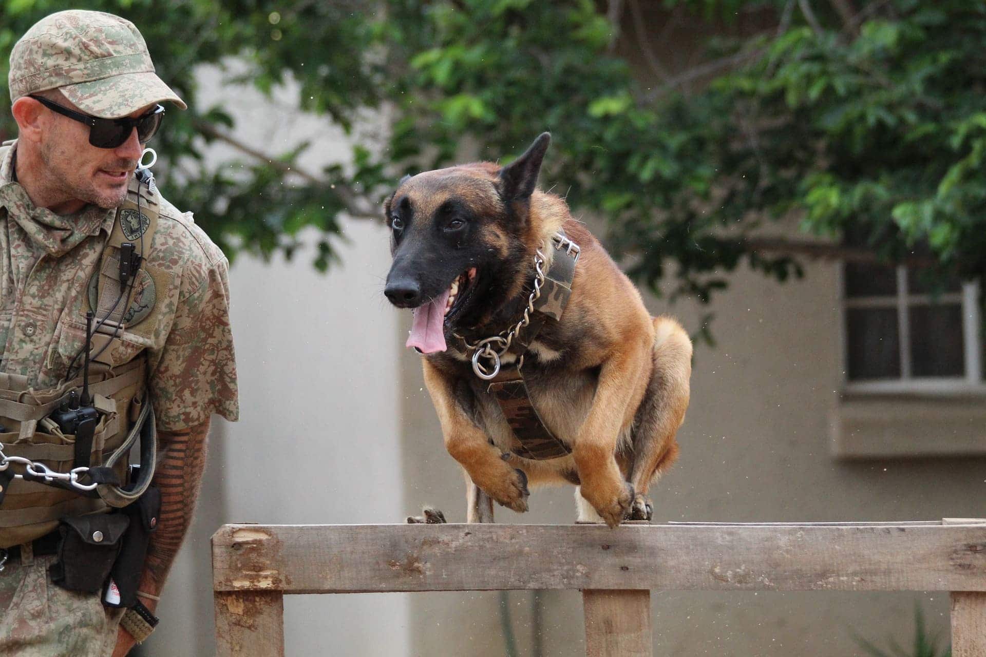 Fiche métier Agent cynophile – Maitre chien