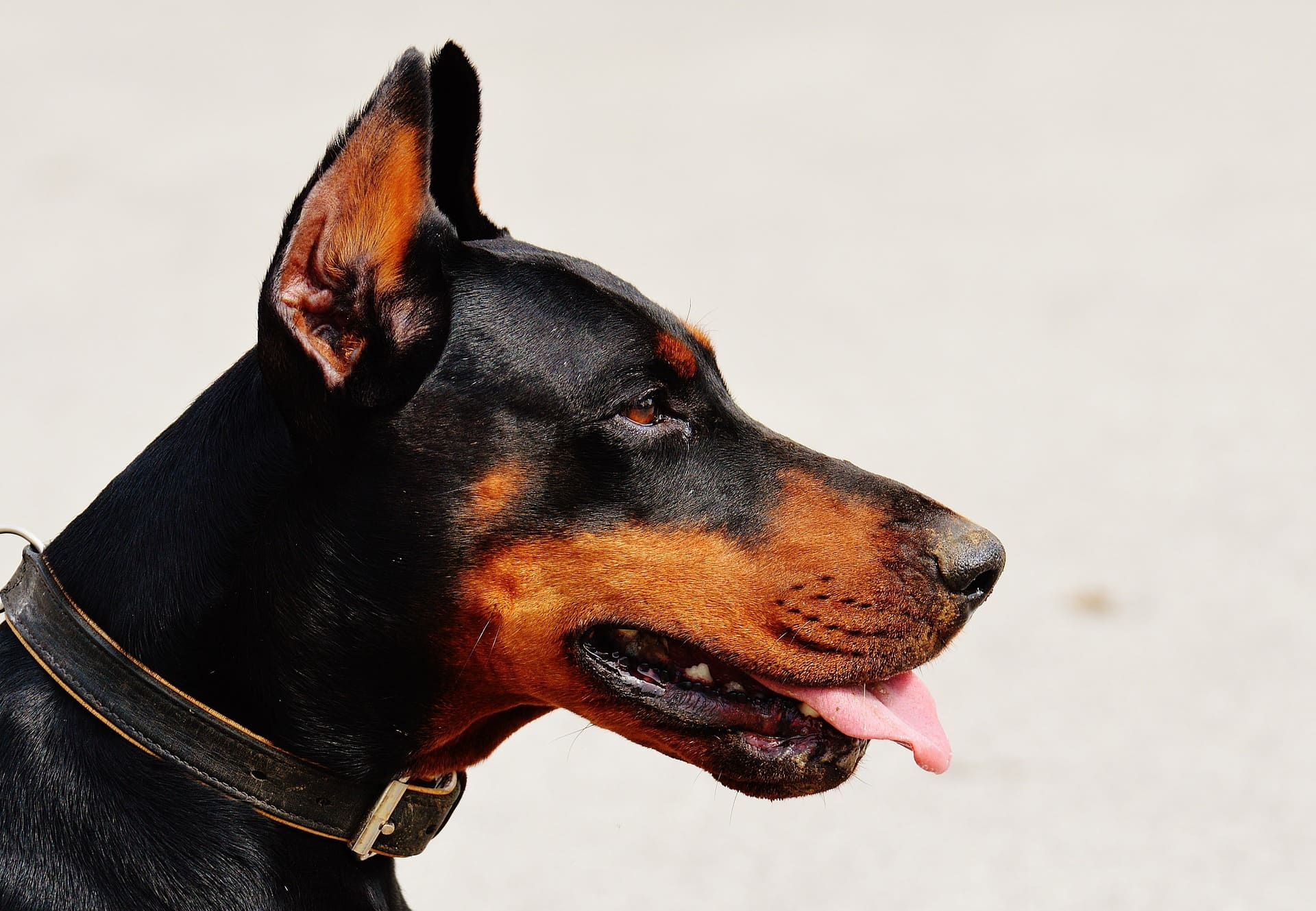Ficher métier : Educateur canin