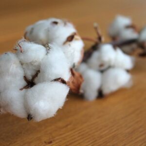 Des vêtements écologiques à base de coton bio