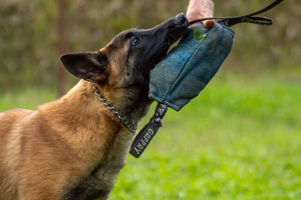 Maitre chien dans la police
